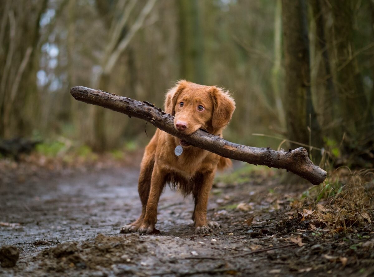 Nova Scotia Duck Tolling Retriever holding oversized branch in mouth.