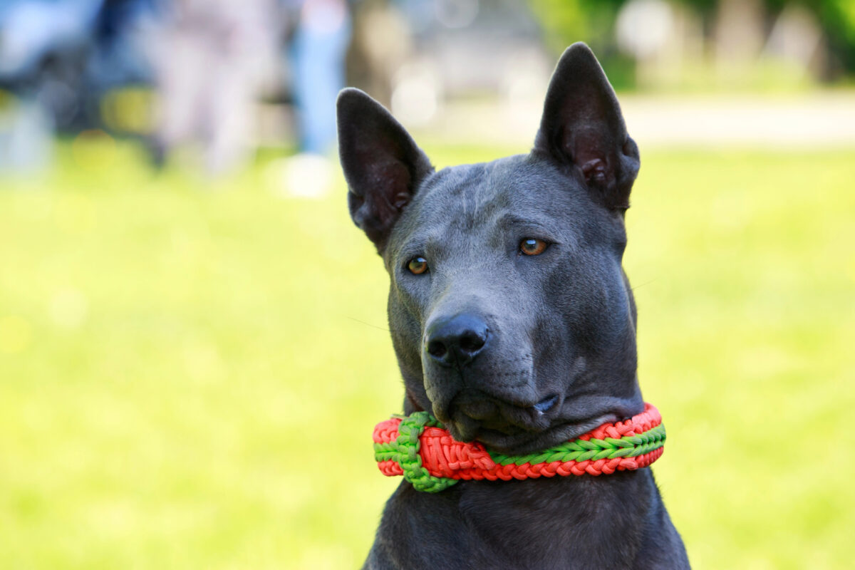 Portrait of blue Thai Ridgeback.