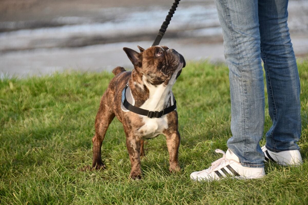 dog, bulldog, french bulldog, man, leash, grass, pasture, pet, domestic, friend, nature, companion, animal