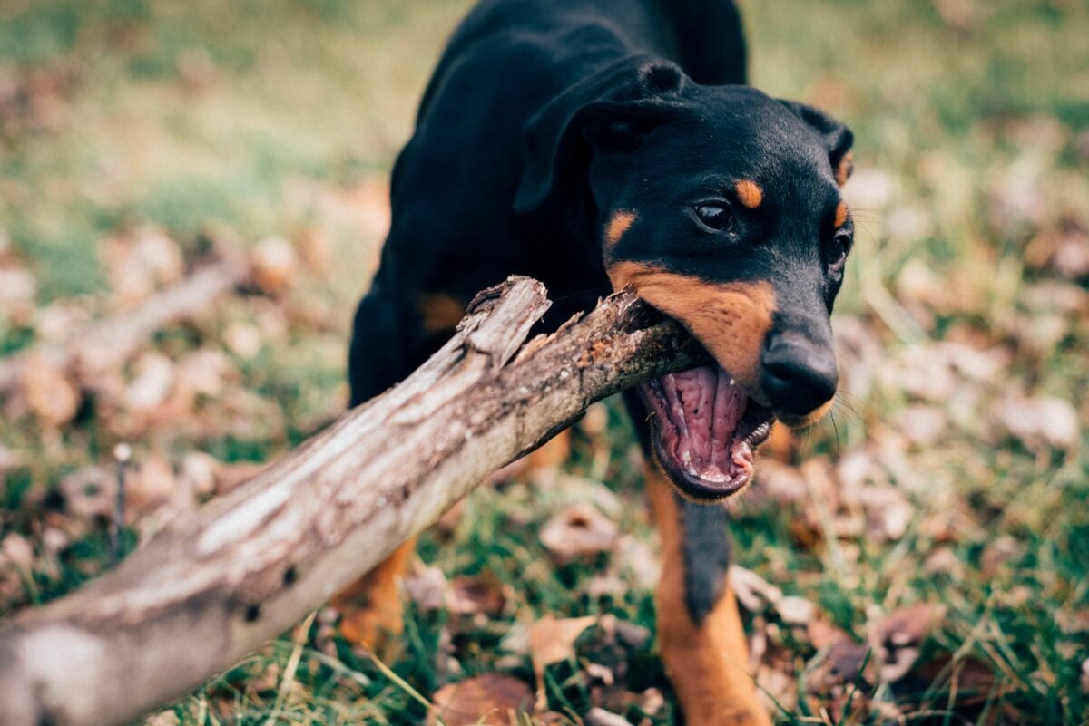 Dog eating wood log.