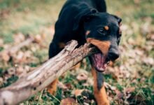Dog eating wood log.