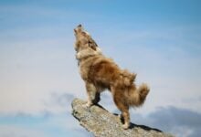 Dog howling.