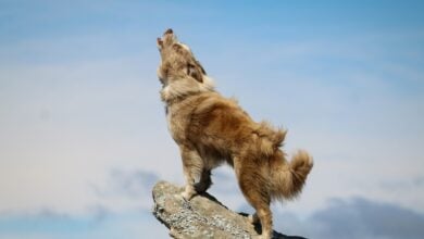 Dog howling.