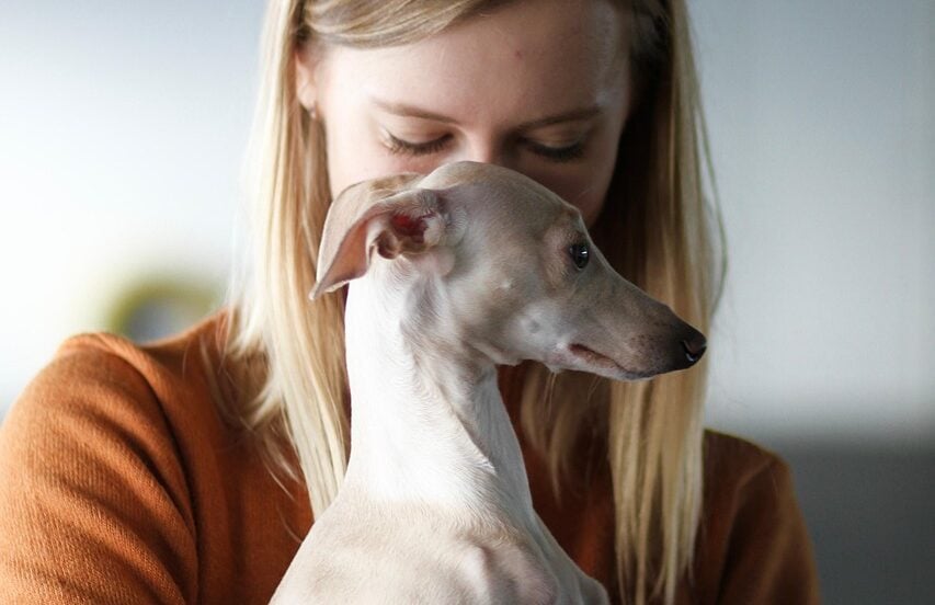 dog, pet, nature, italian greyhound, dog owner, friendship, animal, cute, owner, companion, friends