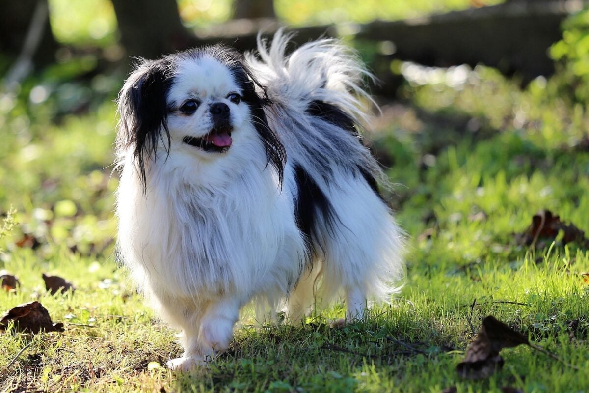 dog, japanese chin, animal, pet, sweet, white, black, nature, sunset, outdoor, japanese chin, japanese chin, japanese chin, japanese chin, japanese chin