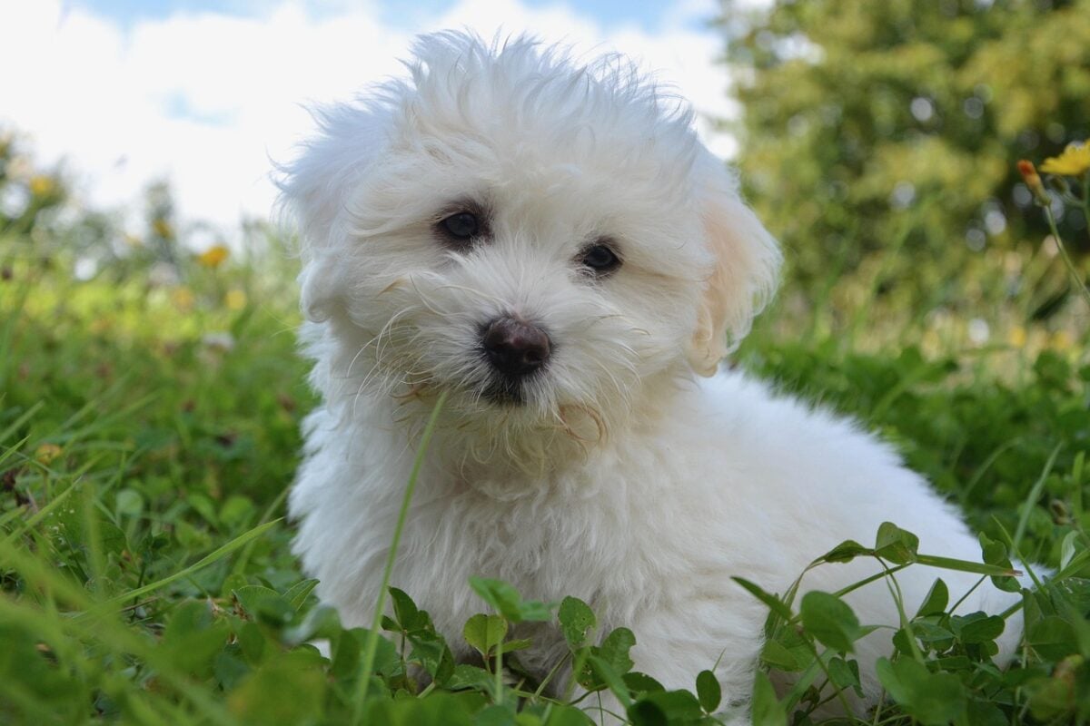 dog, puppy, cotton tulear, nature, small, animal, pet, soft, cute, breeding, look, white fur, domestic animal