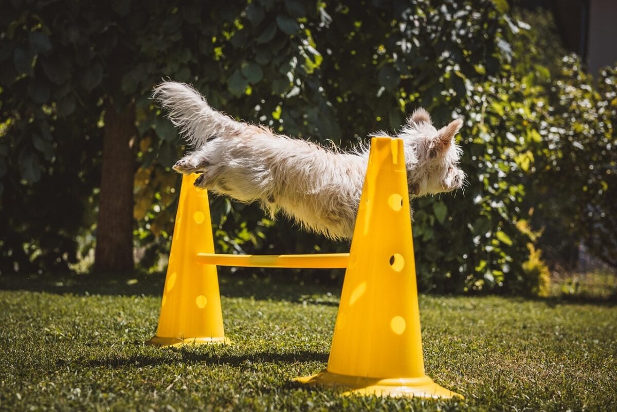 dog, pet, small, white, garden, leap, nature, agility, dog training, animal, obstacle, hurdle
