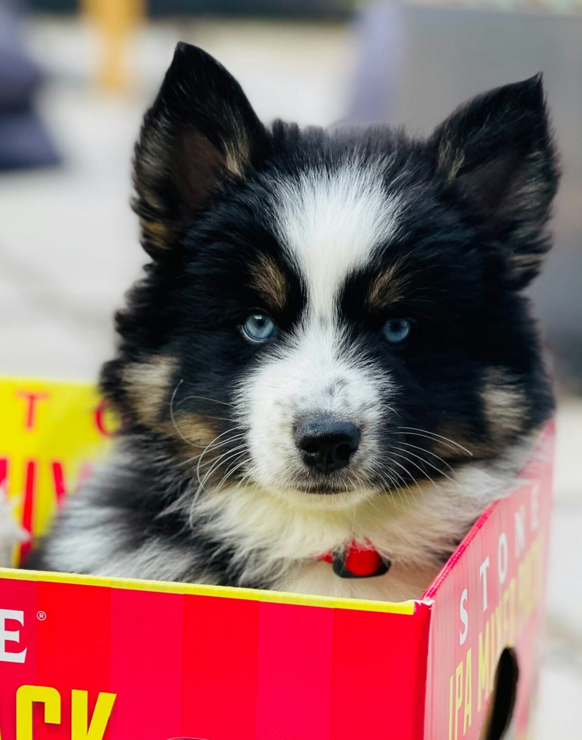 Blue eyed puppy