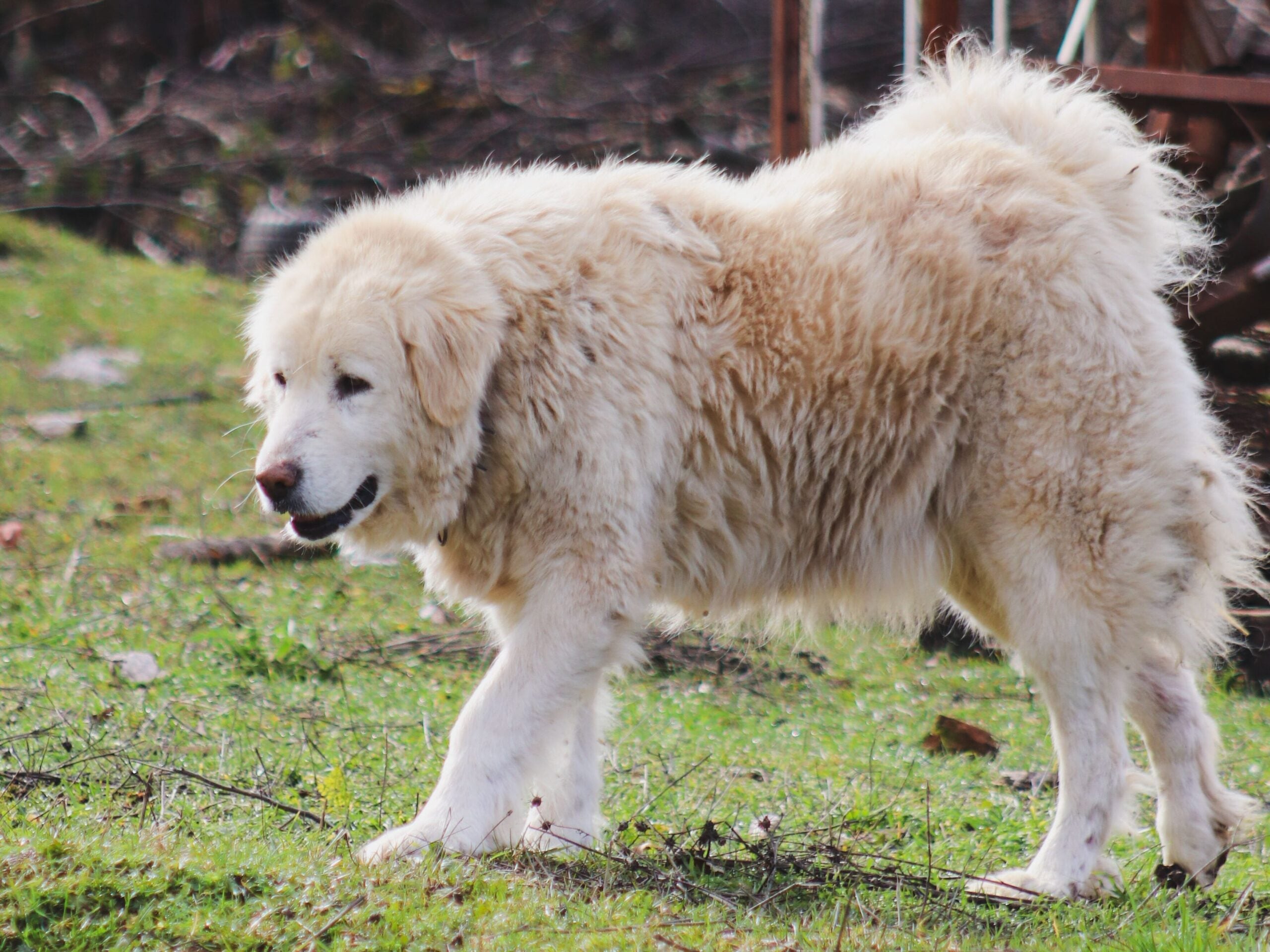 Fluffy great pyrenees dog outdoors in nature