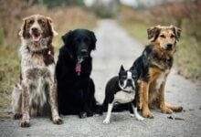 four dogs sitting on a path outdoors together