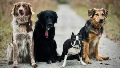 four dogs sitting on a path outdoors together