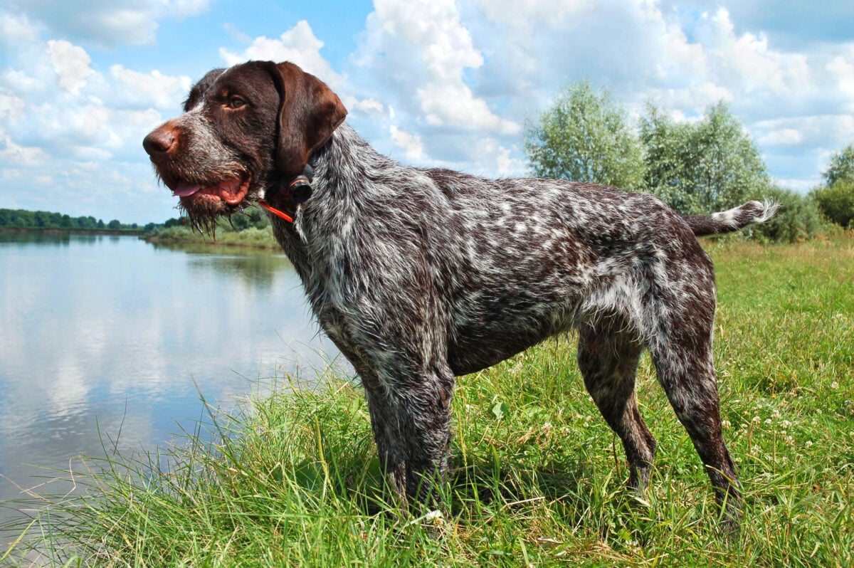German wirehaired pointer standing by lake.