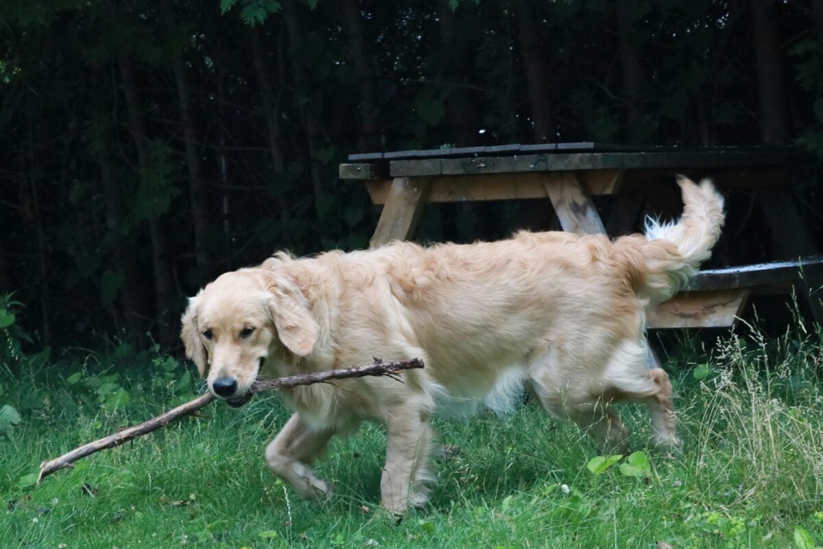 Golden Retriever happily carrying stick on grass.