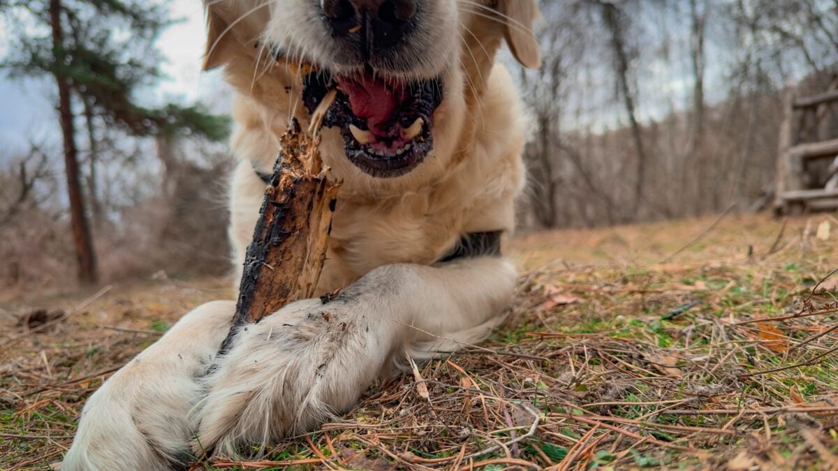 Golden Retriever chewing stick.