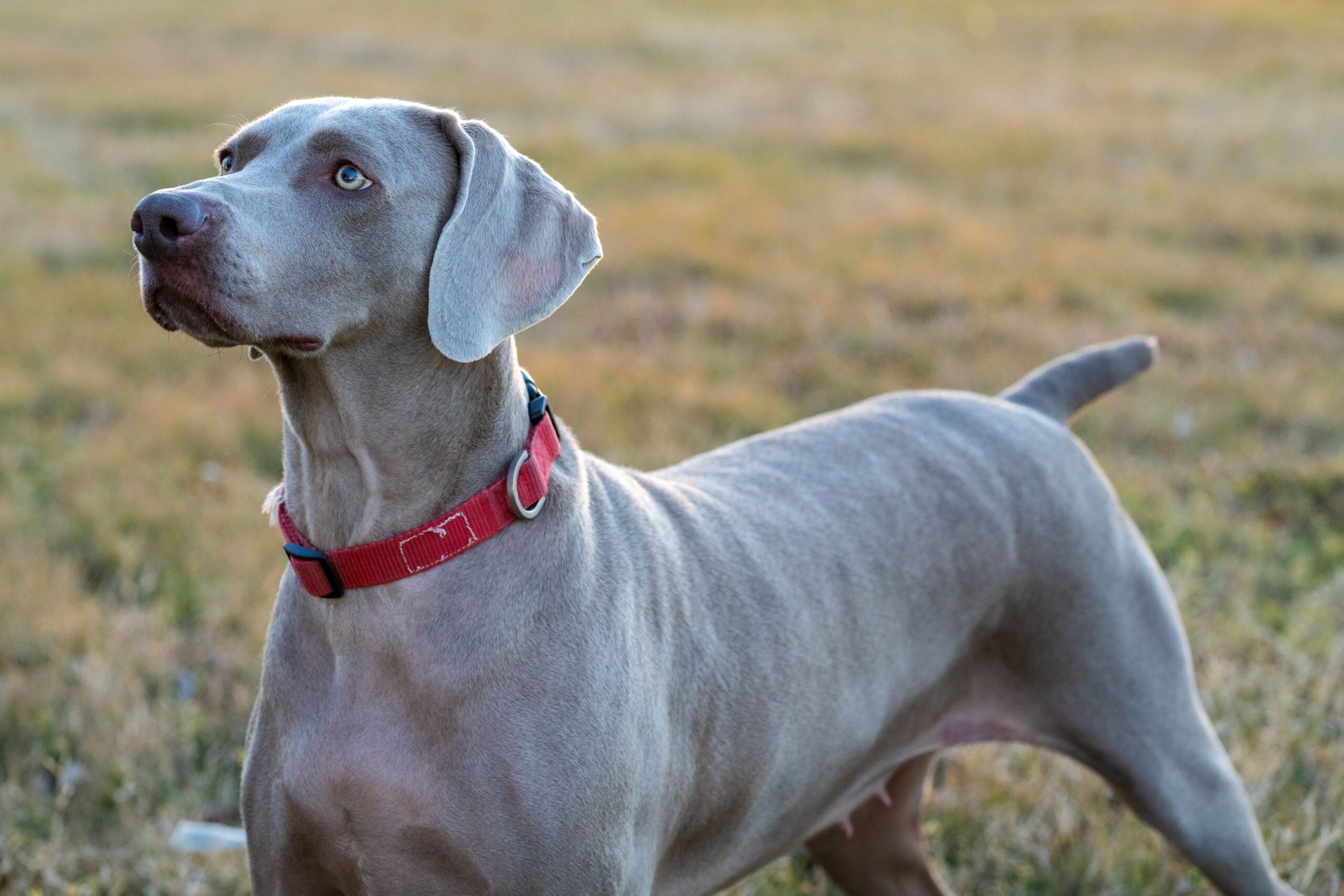 Weimaraner on grass.