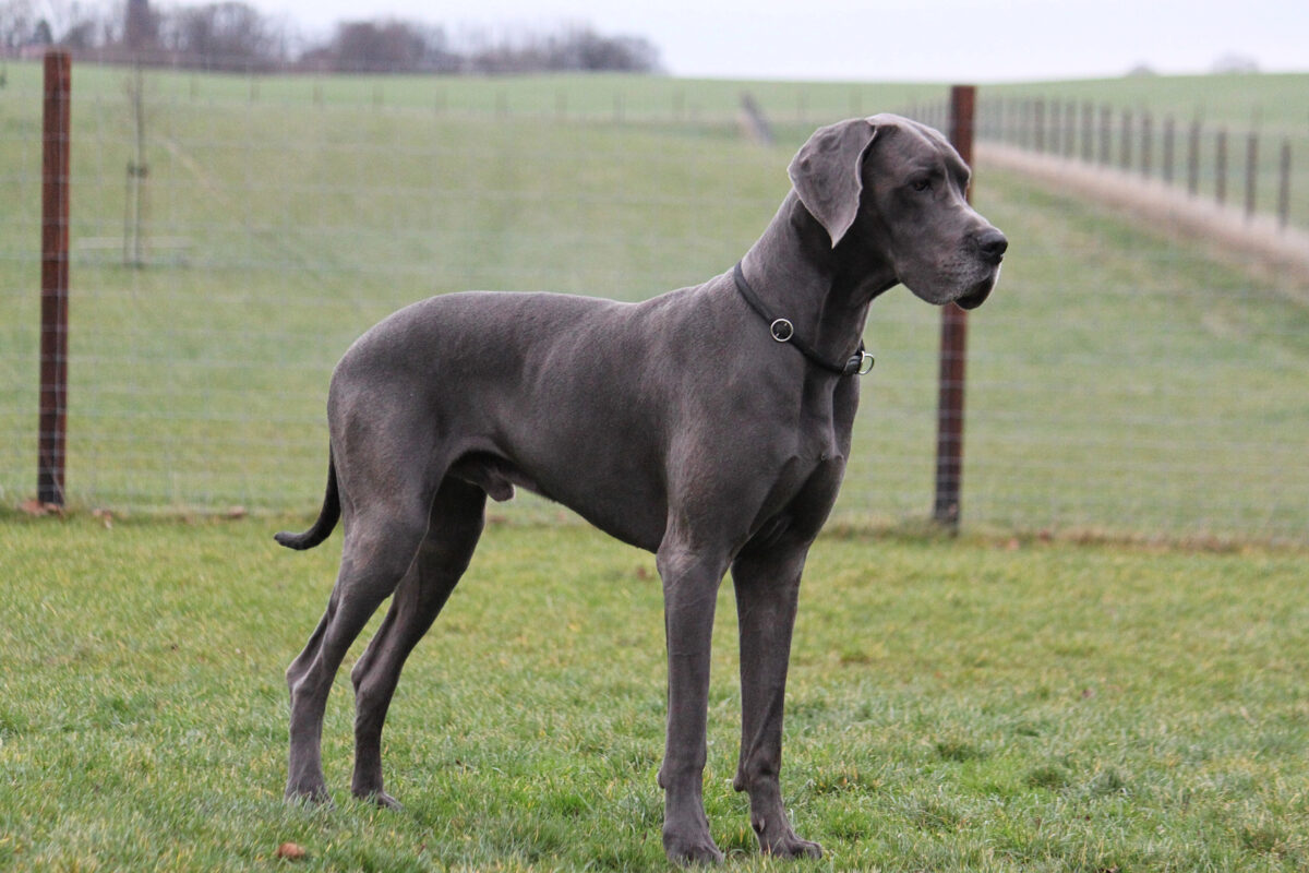 Great Dane standing in the park.