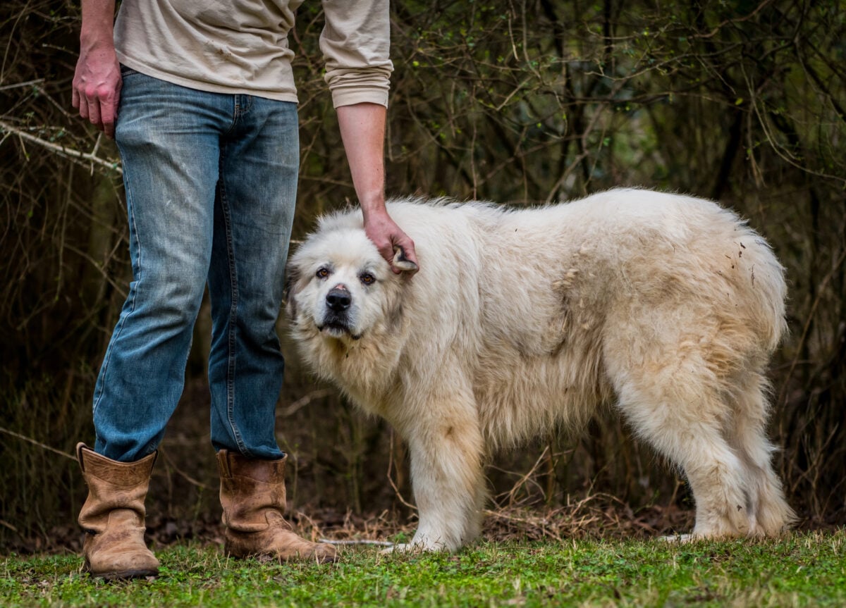 Great Pyrenees herding dog getting ear scratches.