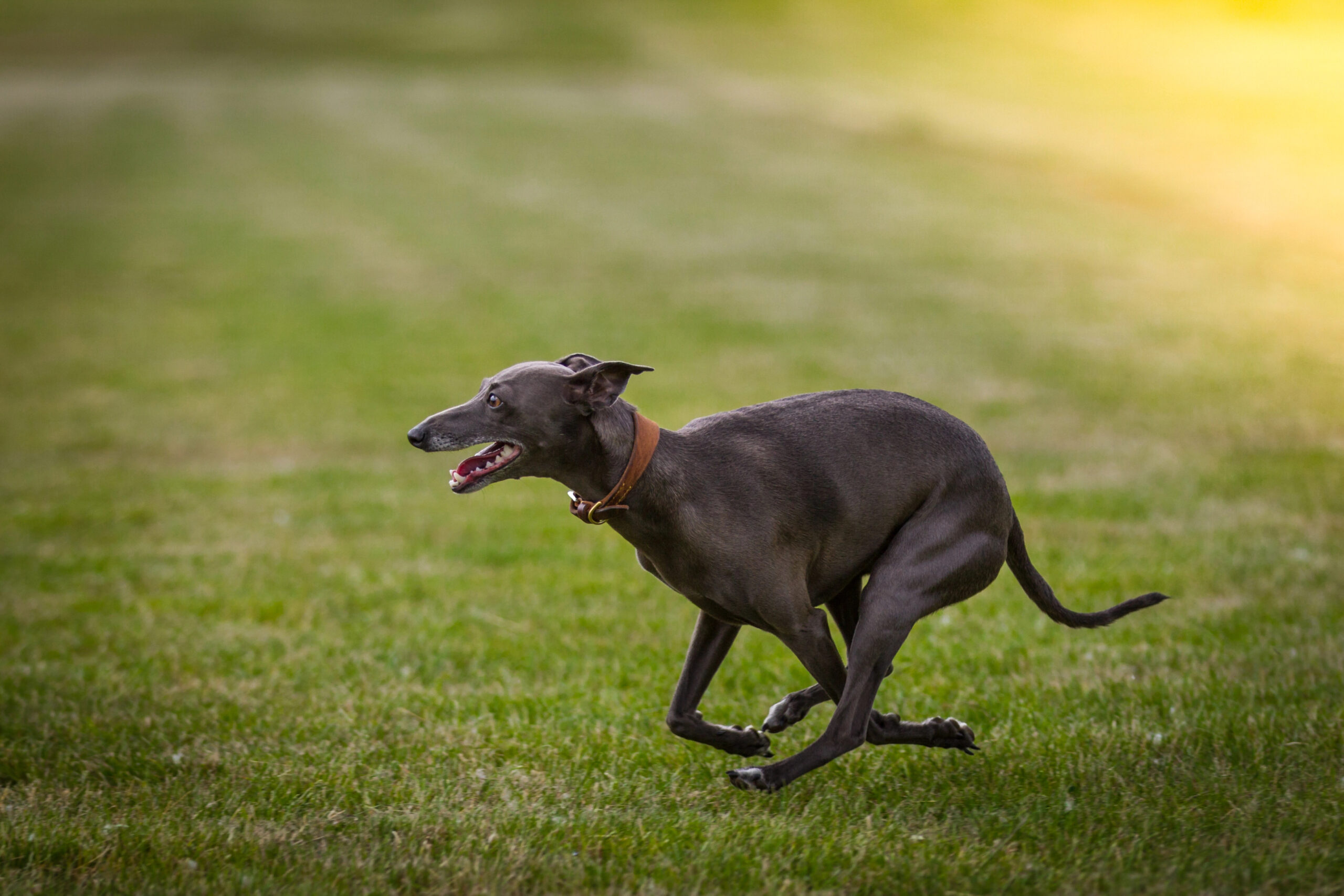 Blue Greyhound running on grass.