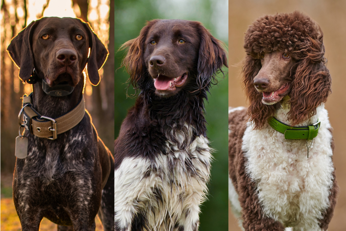 Healthiest large dog breeds graphic showing German Shorthaired Pointer, Large Munsterlander, and Standard Poodle.