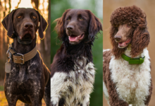 Healthiest large dog breeds graphic showing German Shorthaired Pointer, Large Munsterlander, and Standard Poodle.