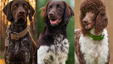 Healthiest large dog breeds graphic showing German Shorthaired Pointer, Large Munsterlander, and Standard Poodle.