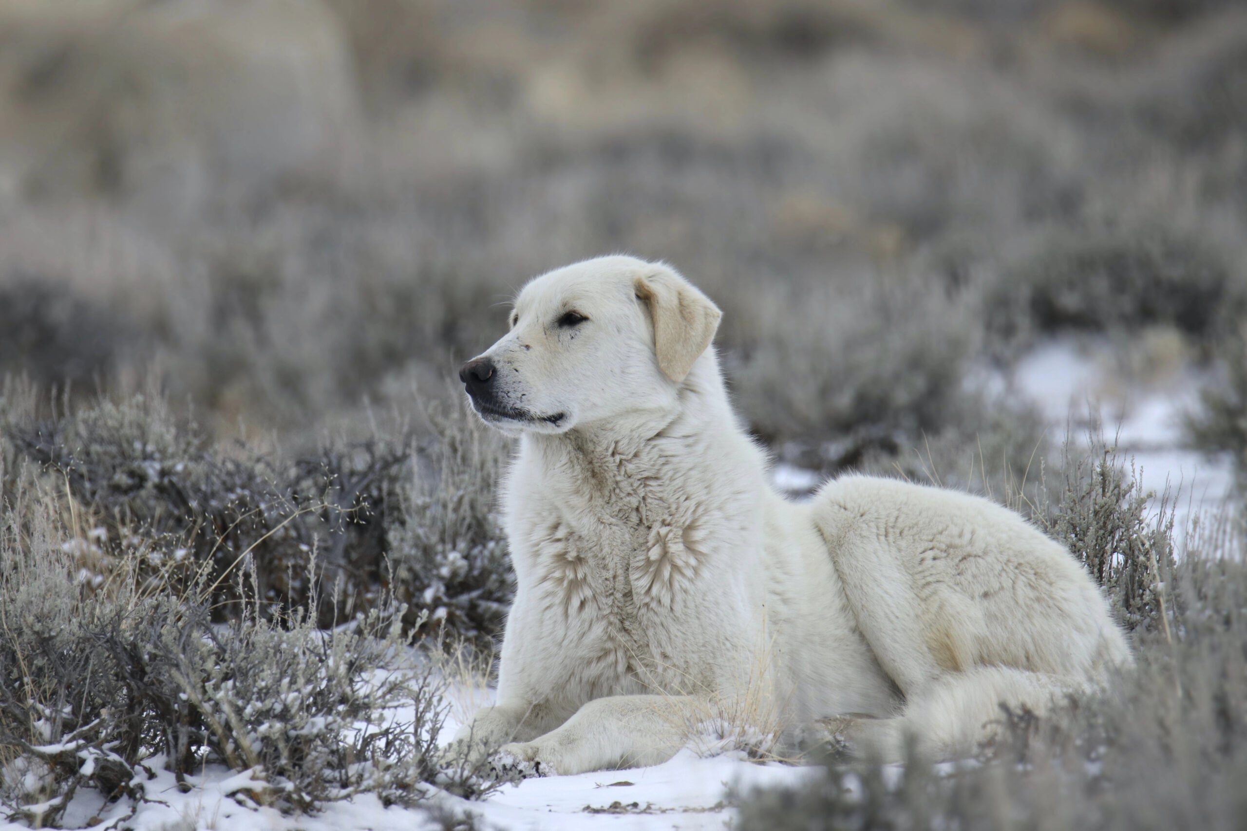 Hungarian breed of sheep dog called a Kuvasz restingon a snowy prairie.