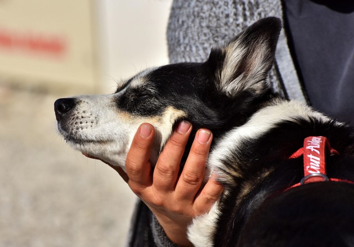 hybrid, mixed breed dog, pet, dog, small, fur, dear, knuffig, small dog, cute, domestic animal, greet, cuddle, smooch, stroke, hand, woman, animal, good aiderbichl