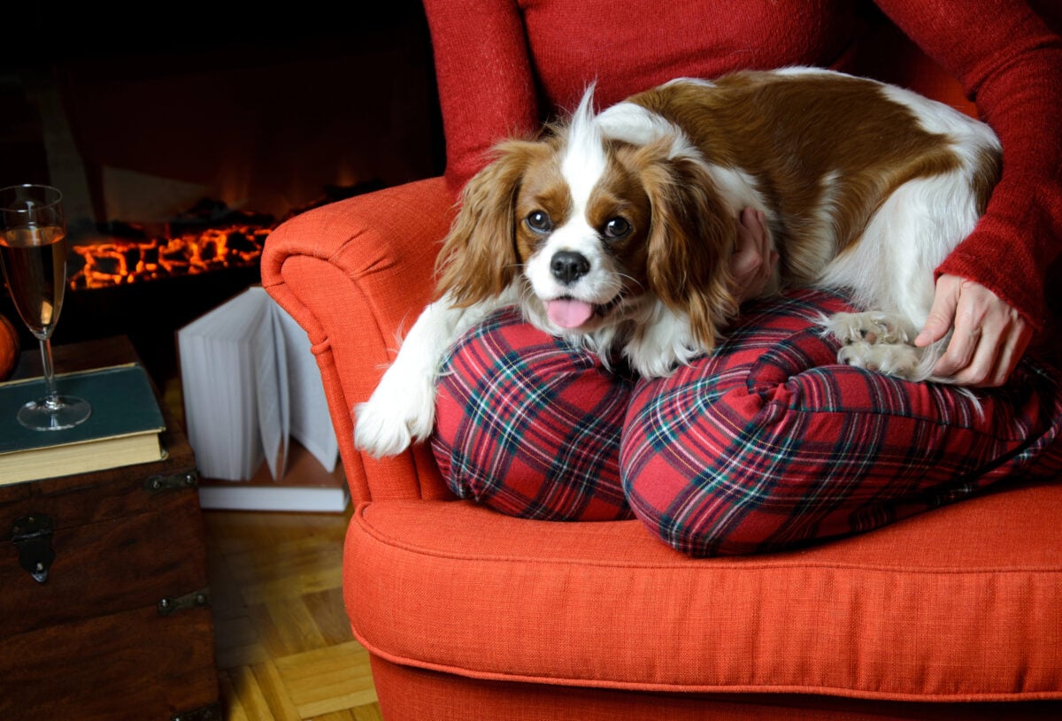 Lady relaxing with her dog (Cavalier King Charles spaniel), licensed via her lap.