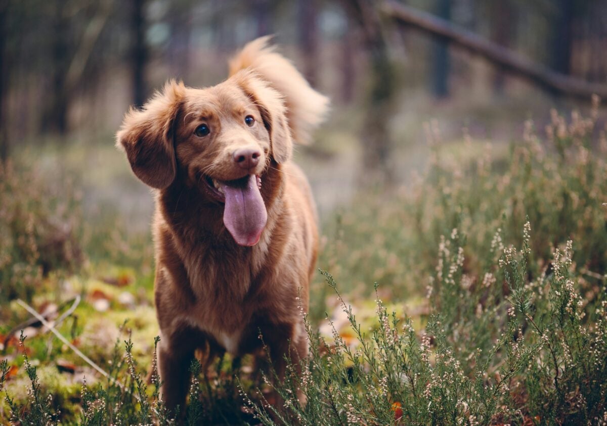 Nova Scotia Duck Tolling Retriever panting while standing in tall grass.