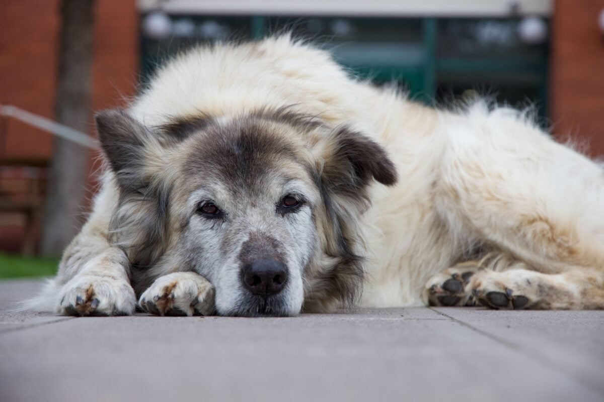 Old dog lying, licensed via sidewalk