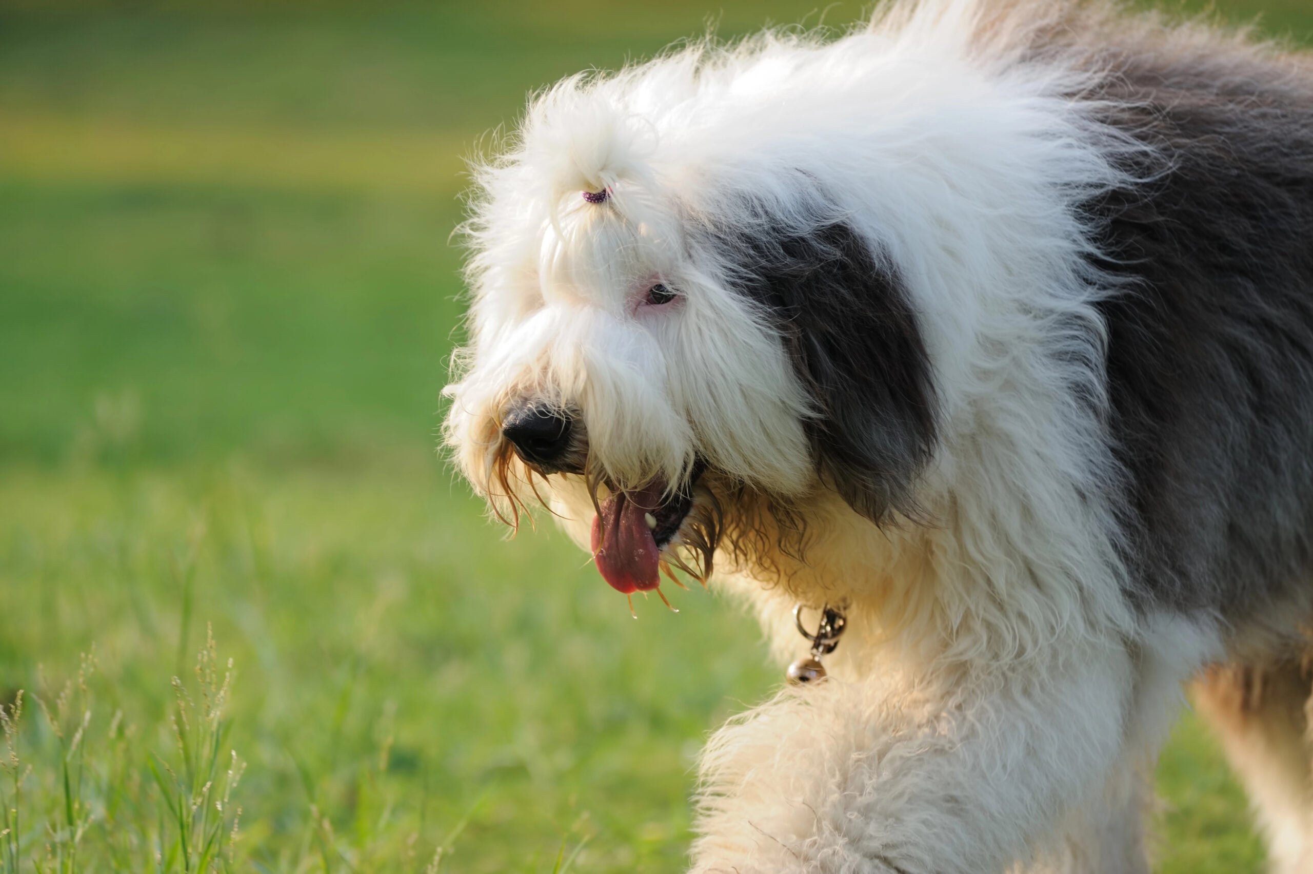 Old English sheepdog.