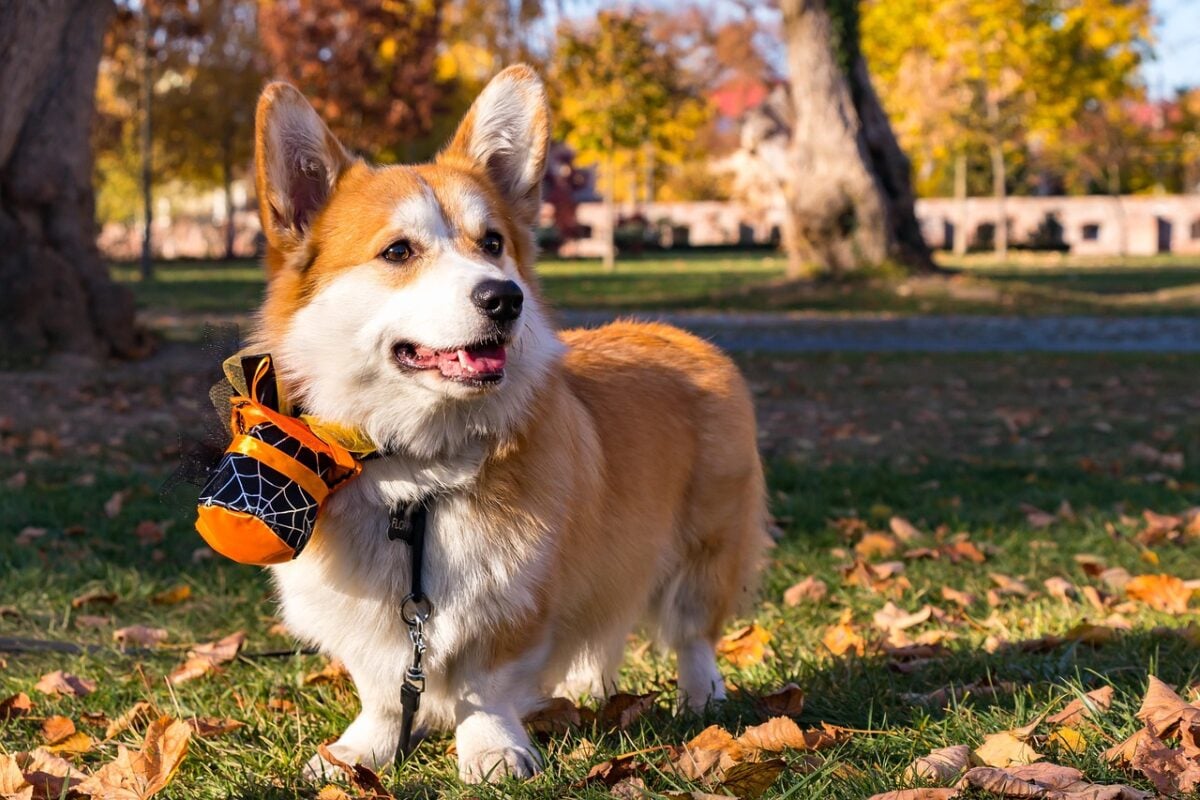 pembroke welsh corgi, dog, halloween, pet, corgi, animal, domestic, canine, mammal, cute, outdoors, nature, halloween, halloween, halloween, halloween, halloween, corgi, corgi, corgi