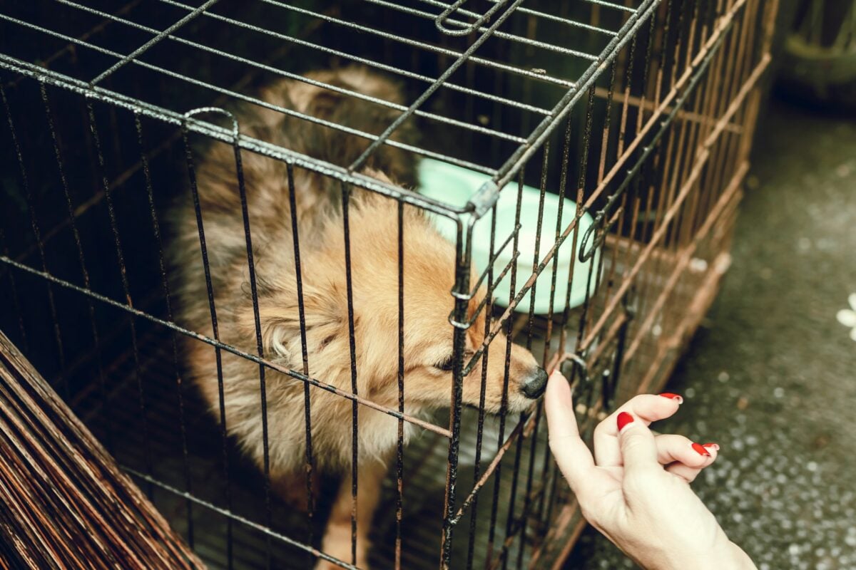 Brown fuzzy puppy in a crate with a person petting them.