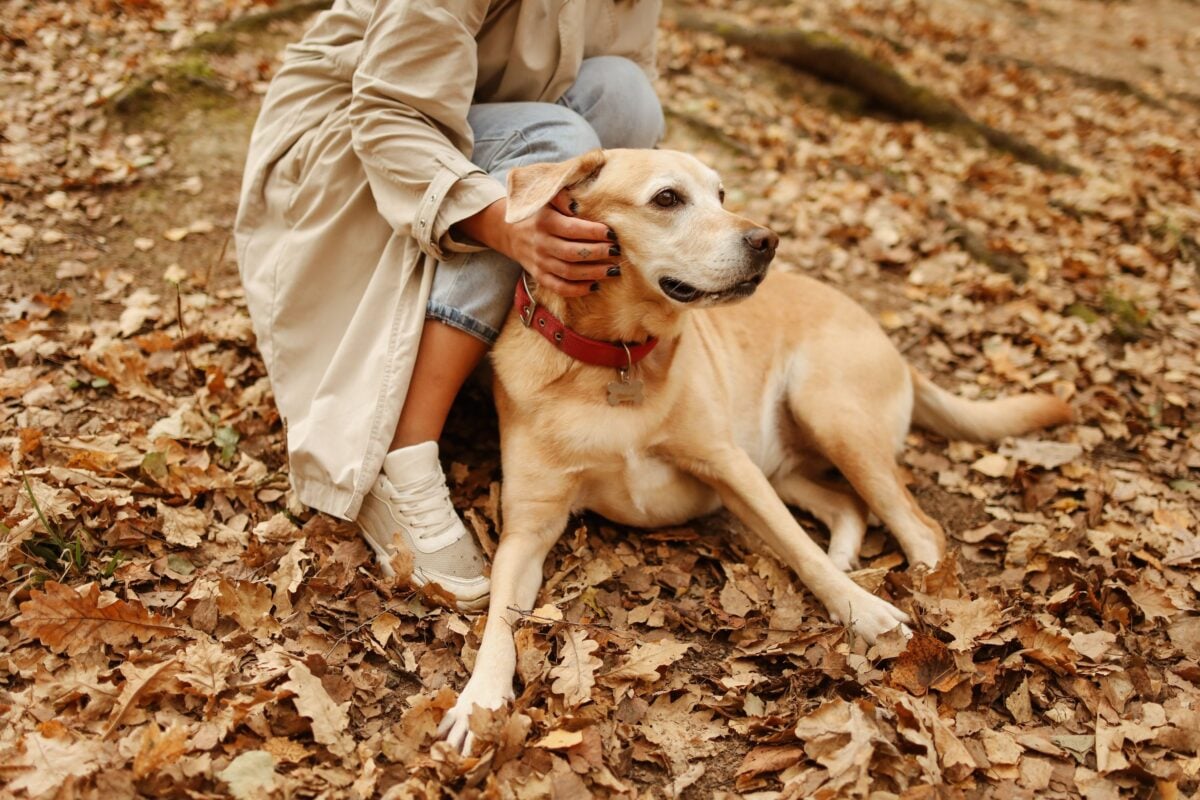 Person in brown coat sitting beside the Labrador Retriever dog.