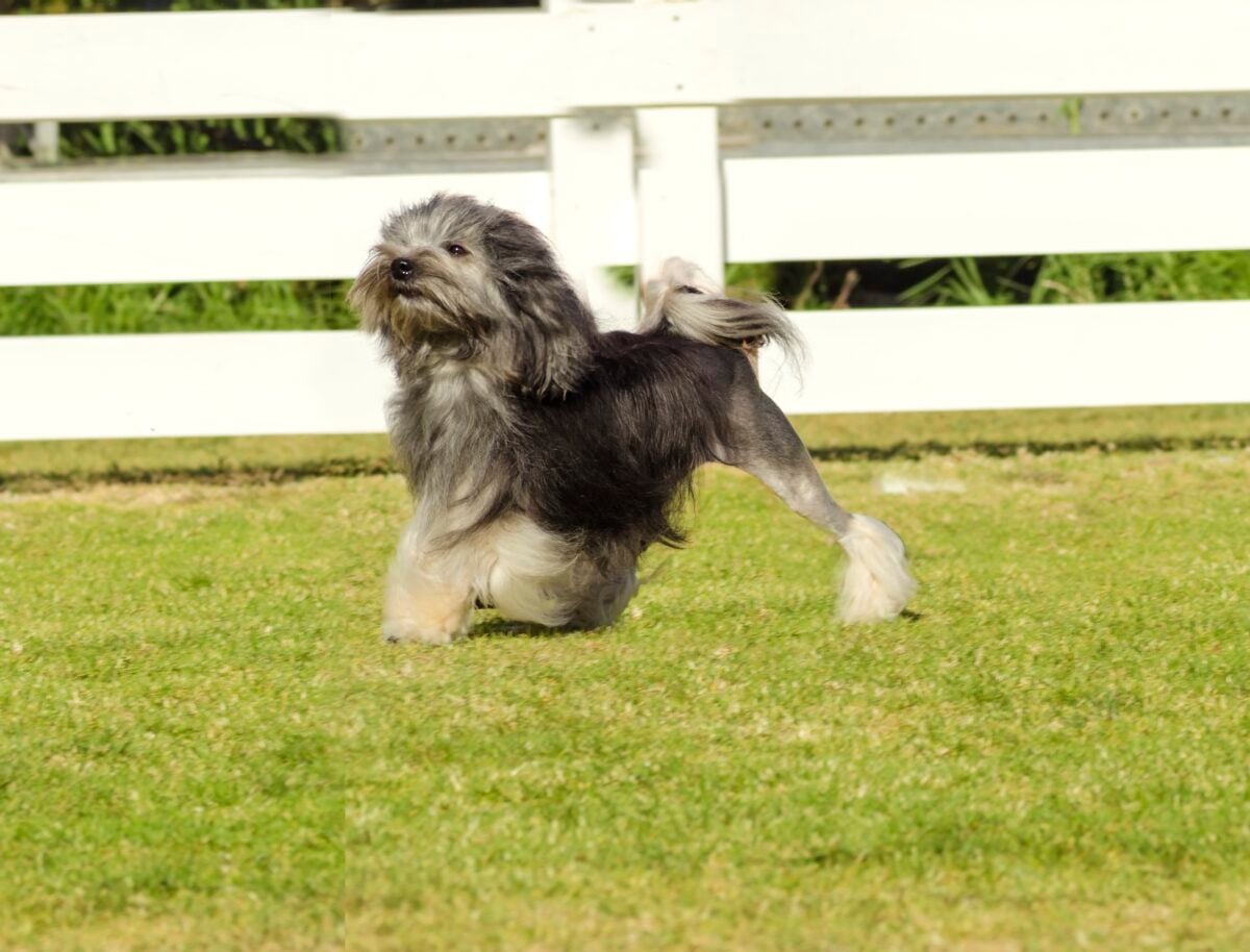 Petit chien lion