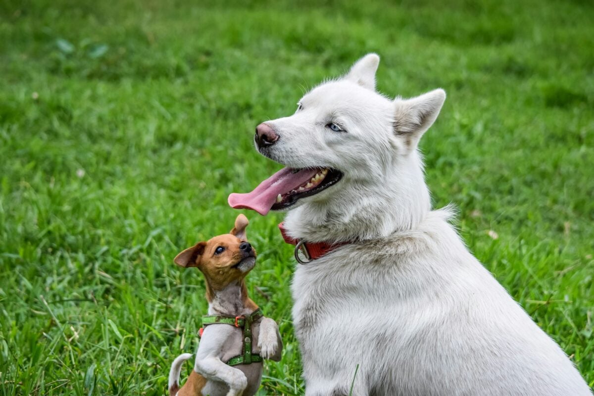Large breed next to small breed dog