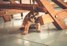 Playful puppy chewing on wooden furniture indoors
