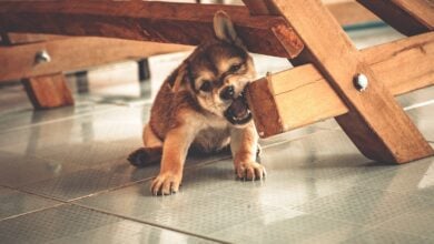 Playful puppy chewing on wooden furniture indoors