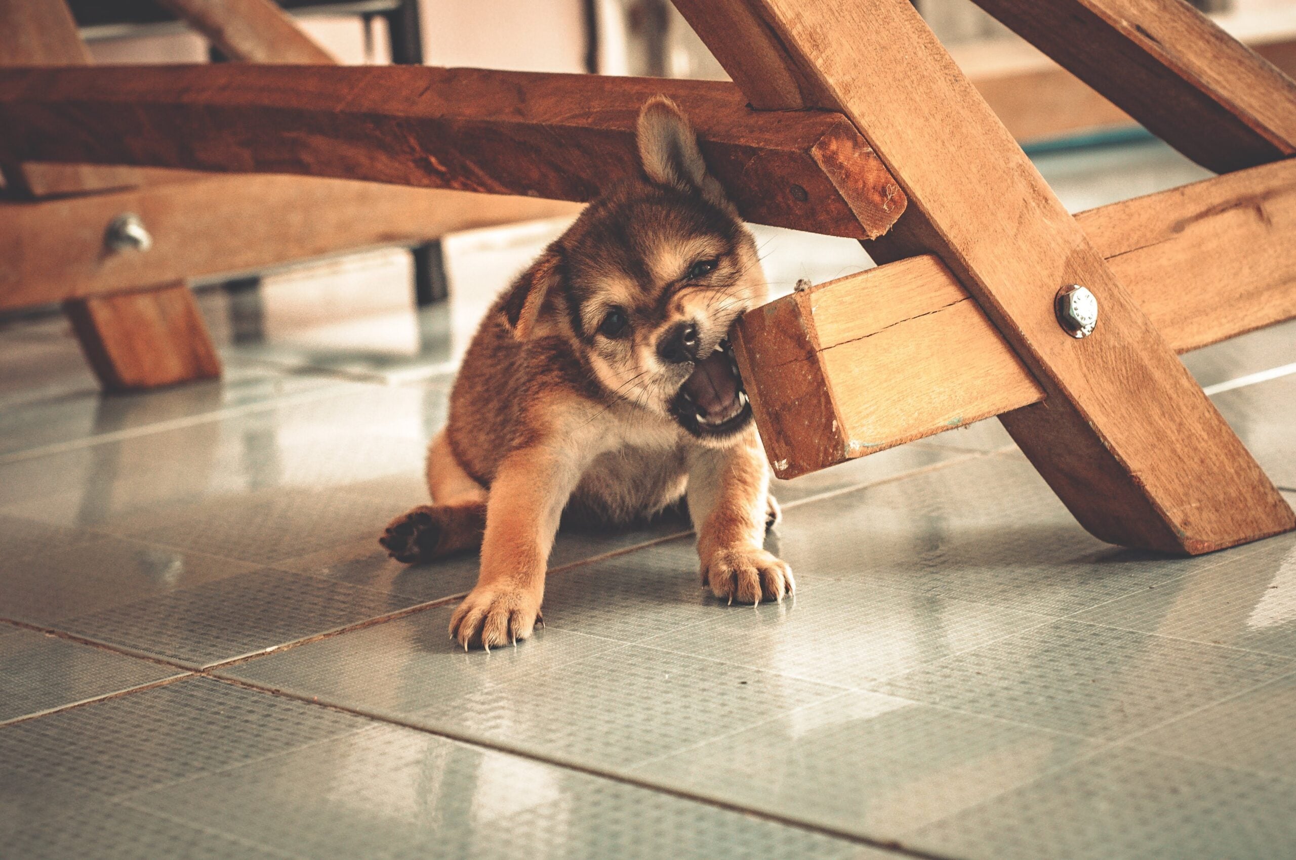 Playful puppy chewing on wooden furniture indoors
