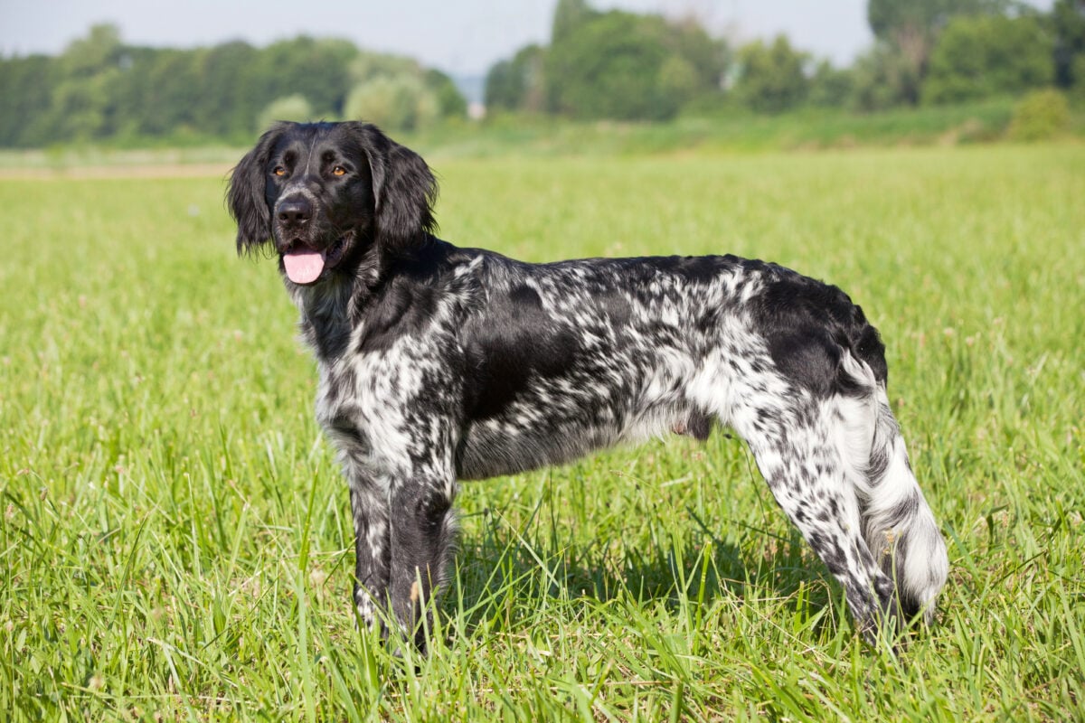 Portrait of nice Large Munsterlander dog.
