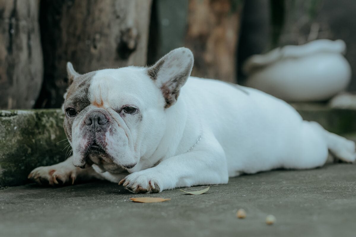 Relaxed french bulldog lying outdoors.