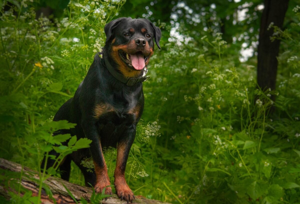 rottweiler, dog, doggy, pet, nature, thoroughbred, animal, darling, rottweiler, rottweiler, rottweiler, rottweiler, rottweiler