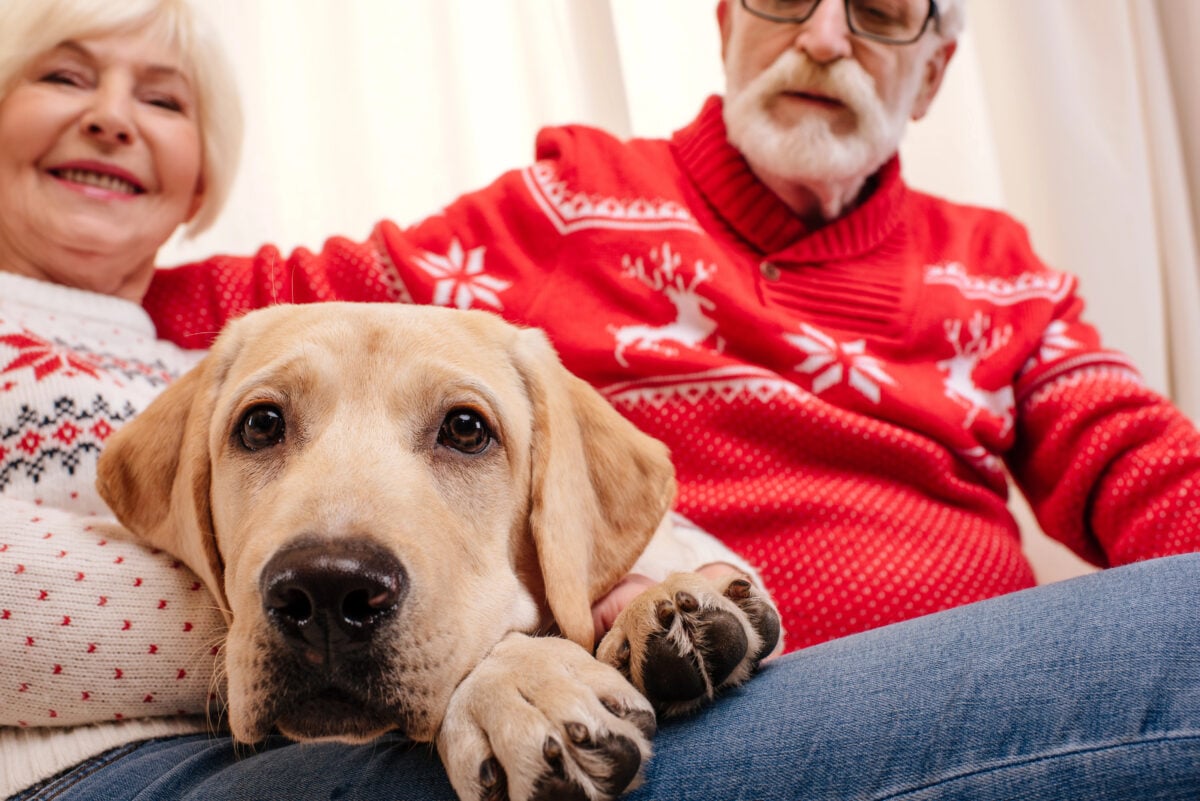senior couple with labrador