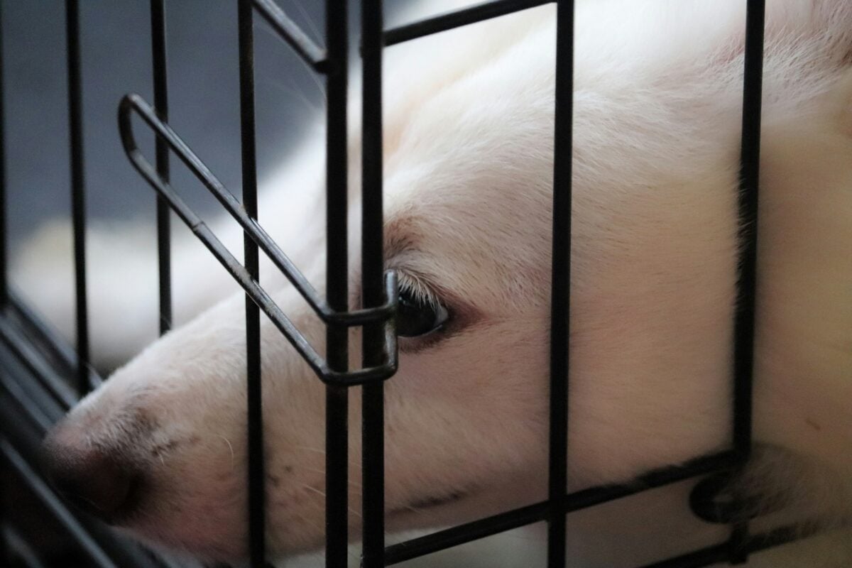 Sad white puppy crying in crate