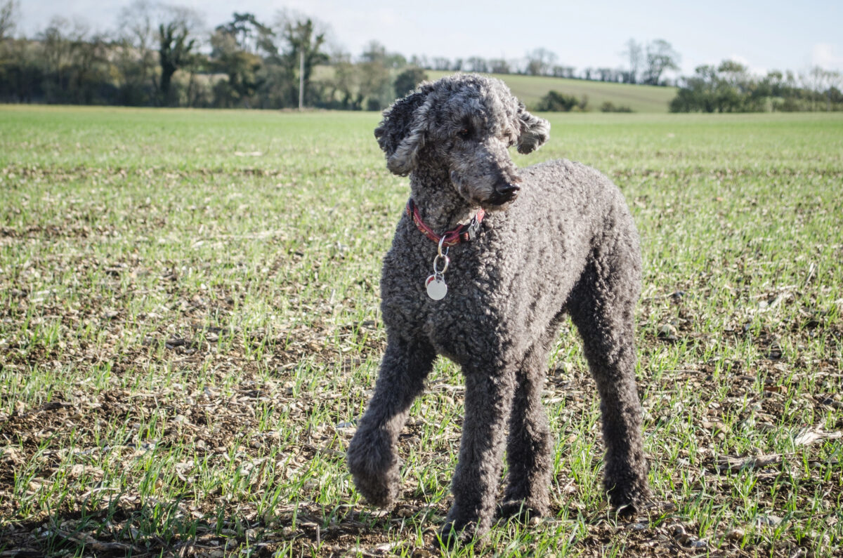 Standard Poodle in large field.