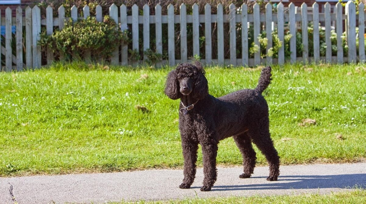 Black Standard Poodle standing, licensed via sidewalk in front of front lawn.
