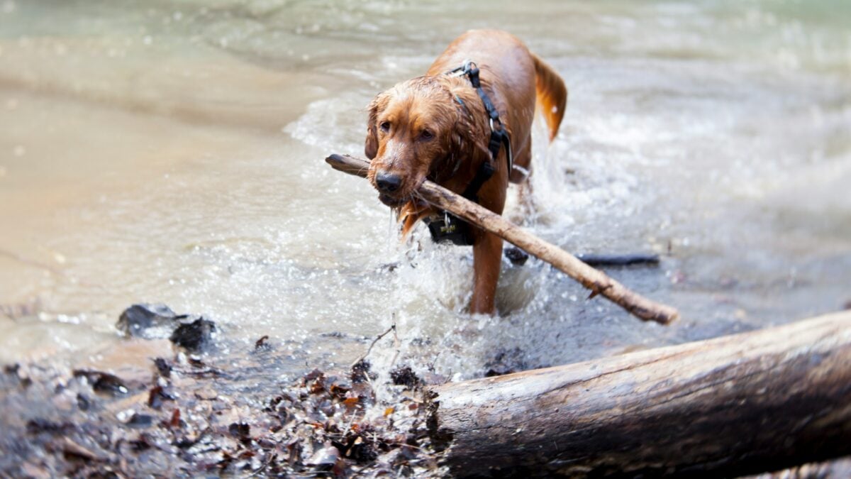 Taken in Devils Den in Fayetteville, Arkansas with a purebred Golden Retriever puppy.
