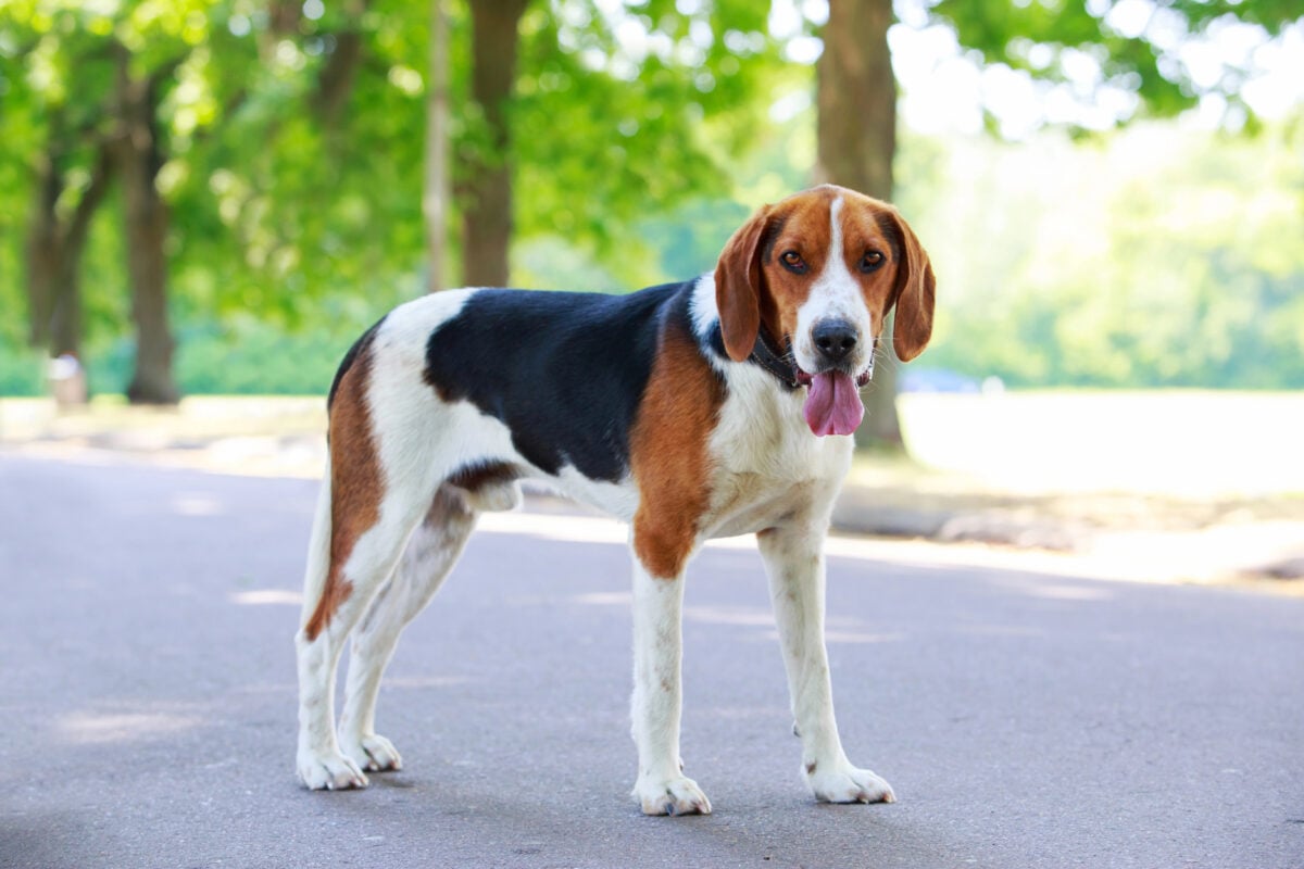 The dog breed American Foxhound.