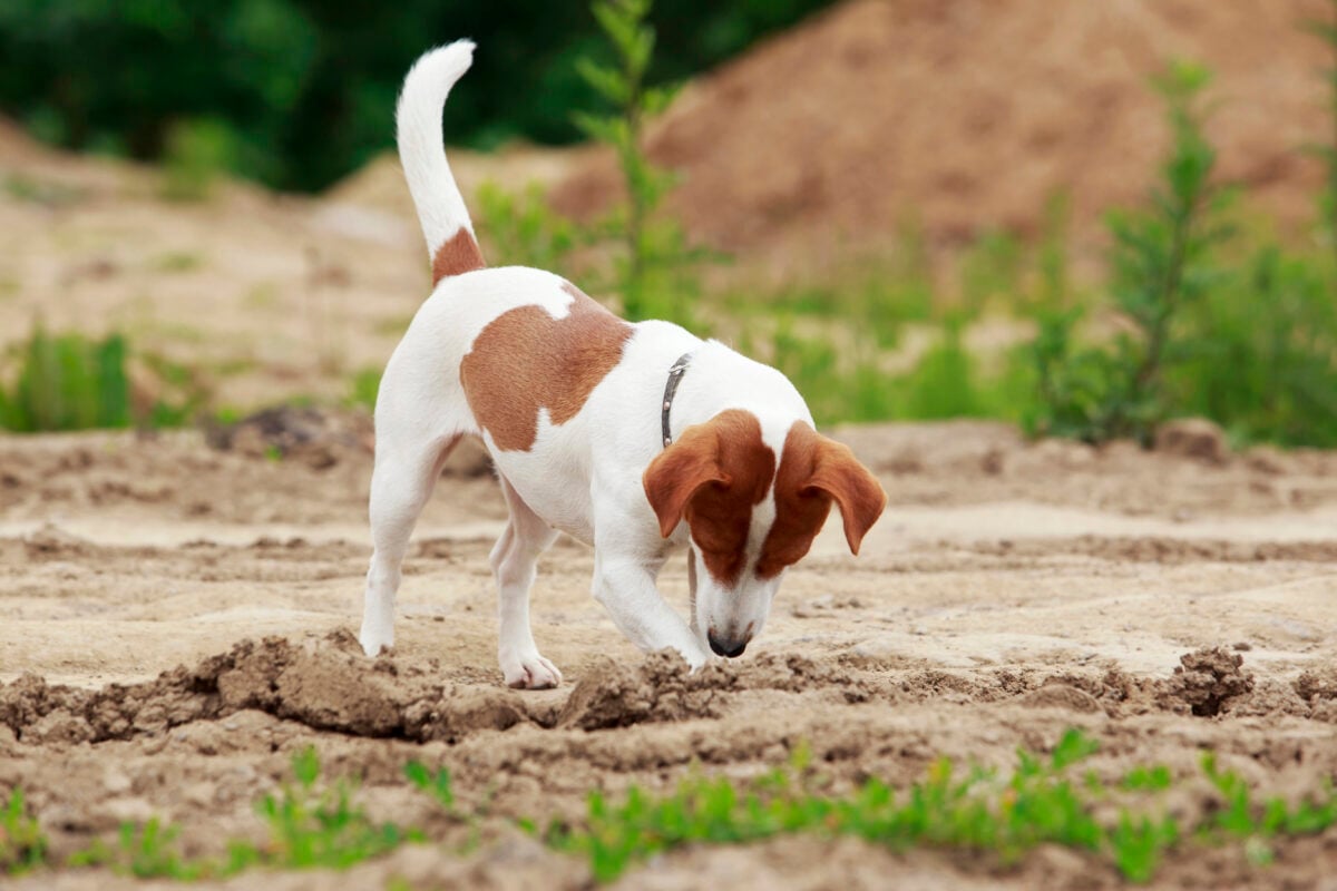 the Jack Russell Terrier dog
