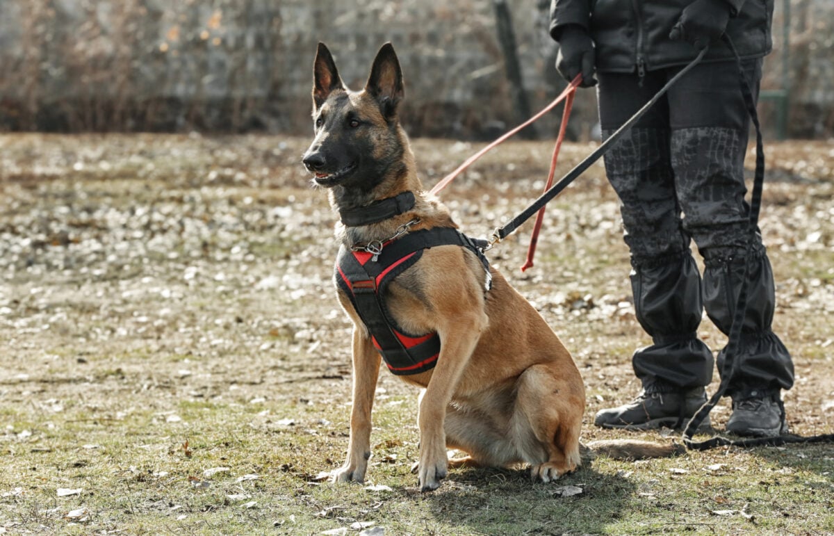 Training of a Belgian Malinois working dog.